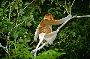 Proboscis Monkey - Adult male, Kinabatangan River, Sabah, Borneo, Malaysia JPF30256