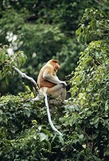Images Dated 16th August 2005: Proboscis Monkey - adult male Riverine forest, Kinabatangan River, Sabah, Malaysia, Borneo