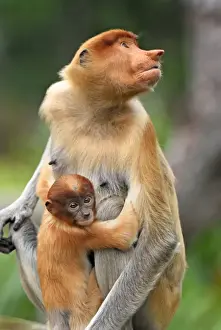 Borneo Prints: Proboscis Monkey - with baby - Kinabatangan river - Sabah - Borneo - Malaysia - Sabah - Borneo - Malaysia