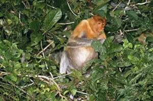 Long Nosed Prints: Proboscis Monkey - feeding along river Kinabatangan River, Borneo
