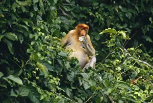 Long Nosed Prints: Proboscis Monkey - feeding Riverine Forest, Borneo