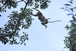 Images Dated 9th November 2007: Proboscis Monkey - female with baby jumping - Tanjung Puting national park - Kalimantan