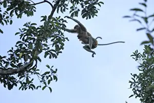 Proboscis Monkey - female with baby jumping - Tanjung Puting national park - Kalimantan - Indonesia - Sabah - Borneo - Malaysia