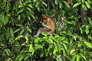 Proboscis Monkey - female eating fruits (Nasalis larvatus)