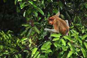 Proboscis Monkey - female eating fruits - Tanjung Puting National Park - Kalimantan - Borneo - Indonesia
