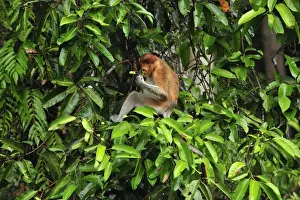 Proboscis Monkey - female eating fruits - Tanjung Puting National Park - Kalimantan - Borneo - Indonesia
