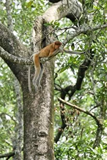 Images Dated 28th November 2007: Proboscis Monkey - female resting - Tanjung Puting national park - Kalimantan - Indonesia - Sabah