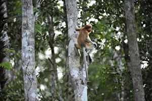 Images Dated 14th November 2008: Proboscis Monkey - female - Tanjung Puting National Park - Kalimantan - Borneo - Indonesia