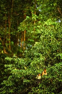 Images Dated 7th January 2009: Proboscis monkey - Female and young, Kinabatangan River, Sabah, Borneo, Malaysia JPF30264