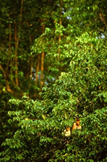 Images Dated 7th January 2009: Proboscis monkey - Female and young, Kinabatangan River, Sabah, Borneo, Malaysia JPF30264