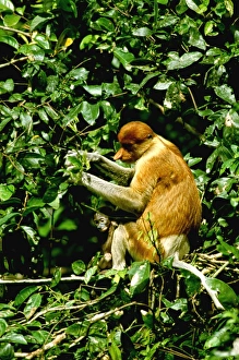 Images Dated 7th January 2009: Proboscis Monkey - Female & young, Kinabatangan River, Sabah, Borneo, Malaysia JPF30263