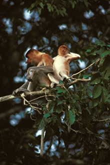 Images Dated 7th January 2009: Proboscis Monkey - Female & young, Kinabatangan River, Sabah, Borneo, Malaysia JPF30262