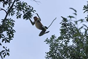 Proboscis Monkey - jumping female (Nasalis larvatus)