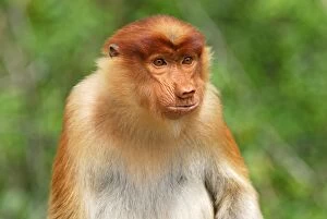 Images Dated 28th November 2007: Proboscis Monkey - Kinabatangan river - Sabah - Borneo - Malaysia - Sabah - Borneo - Malaysia