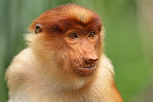 Images Dated 28th November 2007: Proboscis Monkey - Kinabatangan river - Sabah - Borneo - Malaysia - Sabah - Borneo - Malaysia