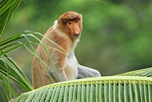 Images Dated 28th November 2007: Proboscis Monkey - Kinabatangan river - Sabah - Borneo - Malaysia - Sabah - Borneo - Malaysia