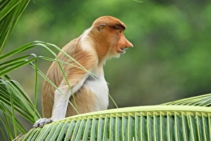 Images Dated 28th November 2007: Proboscis Monkey - Kinabatangan river - Sabah - Borneo - Malaysia - Sabah - Borneo - Malaysia