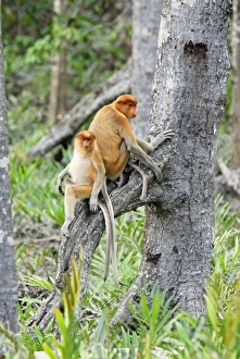 Images Dated 28th November 2007: Proboscis Monkey - Kinabatangan river - Sabah - Borneo - Malaysia - Sabah - Borneo - Malaysia