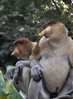 Images Dated 10th August 2012: Proboscis Monkey / Long-Nosed Monkey