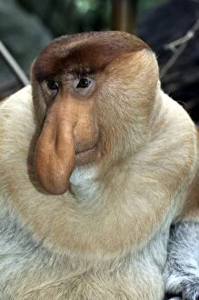 Images Dated 10th August 2012: Proboscis Monkey / Long-Nosed Monkey - male