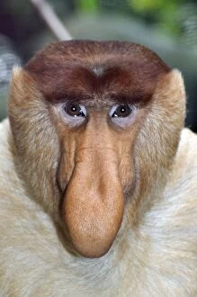 5 Gallery: Proboscis Monkey / Long-Nosed Monkey - male