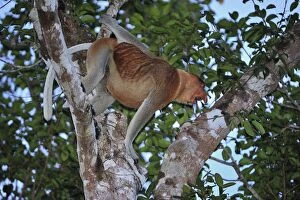 Proboscis Monkey - male calling (Nasalis larvatus)