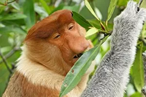 Images Dated 28th November 2007: Proboscis Monkey - male eating leaves