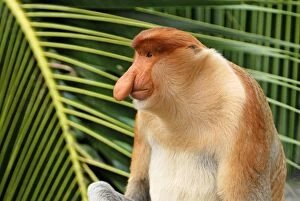 Images Dated 28th November 2007: Proboscis Monkey - male - Kinabatangan river - Sabah - Borneo - Malaysia - Sabah - Borneo - Malaysia