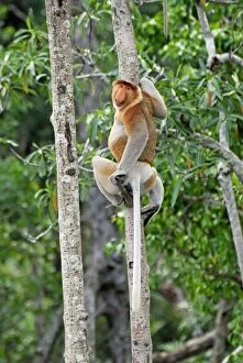 Images Dated 28th November 2007: Proboscis Monkey - male - Tanjung Puting national park - Kalimantan - Indonesia - Sabah - Borneo