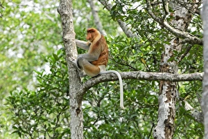 Images Dated 28th November 2007: Proboscis Monkey - male - Tanjung Puting national park - Kalimantan - Indonesia - Sabah - Borneo