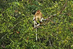 Proboscis Monkey - male - Tanjung Puting national park - Kalimantan - Indonesia - Sabah - Borneo - Malaysia