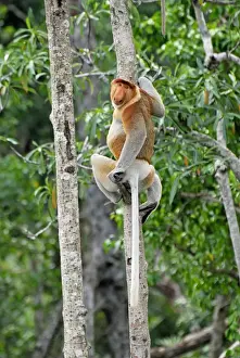 Proboscis Monkey - male - Tanjung Puting national park - Kalimantan - Indonesia - Sabah - Borneo - Malaysia