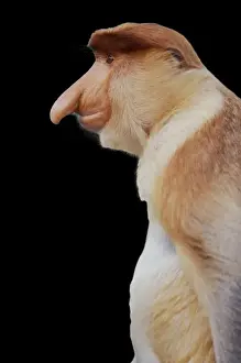 Funny Prints: Proboscis Monkey MI 1595 M Nasilis larvatus © Masahiro Iijima / ardea. com