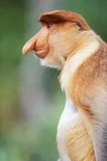 Borneo Prints: Proboscis Monkey MI 1595 Nasilis larvatus © Masahiro Iijima / ardea. com