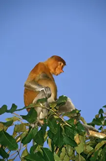 Proboscis Monkey (Nasalis larvatus) adult female, sunset, Kinabatangan River, Sabah, Borneo, Malaysia JPF30272