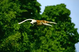 Proboscis Monkey (Nasalis larvatus) adult male jumping, Kinabatangan River, Sabah, Borneo, Malaysia JPF30289
