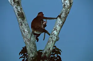 Proboscis Monkey (Nasalis larvatus) female & infant at nightfall - Kinabatangan River, Sabah, Borneo, Malaysia JPF30267