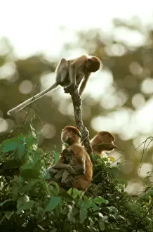 Proboscis Monkey (Nasalis larvatus) female and young, Kinabatangan River, Sabah, Borneo, Malaysia JPF30297