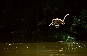 Proboscis Monkey (Nasalis larvatus) female & young jumping off tree into river, Kinabatangan River, Sabah, Borneo, Malaysia JPF30277