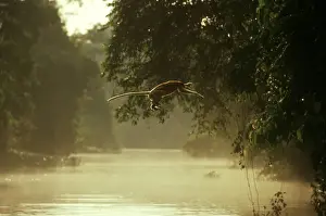 Proboscis Monkey (Nasalis larvatus) jumping across river, Kinabatangan River, Sabah, Borneo, Malaysia JPF30282