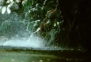Proboscis Monkey (Nasalis larvatus) male grabbing branch after crossing river, Kinabatangan River, Sabah, Borneo, Malaysia JPF30287