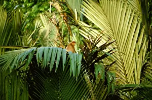 Proboscis Monkey (Nasalis larvatus) in Nypa palm / mangrove riverine forest, Kinabatangan River, Sabah, Borneo, Malaysia JPF30273