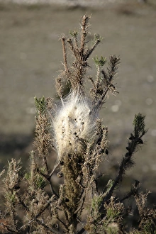 Images Dated 27th December 2006: Processional Pine Caterpillars - attacking Black Pine Tree