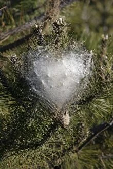Images Dated 27th December 2006: Processional Pine Caterpillars - wintering nest on Pine Tree - Sault Vaucluse - France