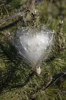 Wintering Prints: Processional Pine Caterpillars - wintering nest on Pine Tree - Sault Vaucluse - France