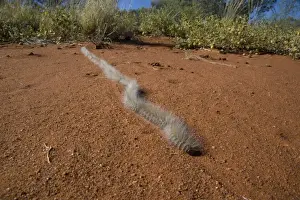 Larva Prints: Processionary Caterpillar - adults seeking a suitable tree to climb
