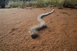 Processionary Caterpillar - adults seeking a suitable tree to climb and prepare to pupate - the moth is known as Bag-shelter Moth as the caterpillars construct a bag inside which they change into moths - crossing a dirt track - Australian outback