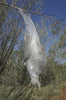 Images Dated 5th April 2003: Processionary Caterpillar Nest Bag - Also known as Bag Shelter Moths, Boree Moths and Brown Tails