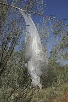 Processionary Caterpillar Nest Bag - Also known as Bag Shelter Moths, Boree Moths and Brown Tails. Numerous caterpillars all walk head to tail touching the caterpillar in front and following a thread of silk laid down by the caterpillar in front