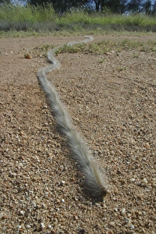 Images Dated 5th April 2003: Processionary Caterpillars - Also known as Bag Shelter Moths, Boree Moths and Brown Tails